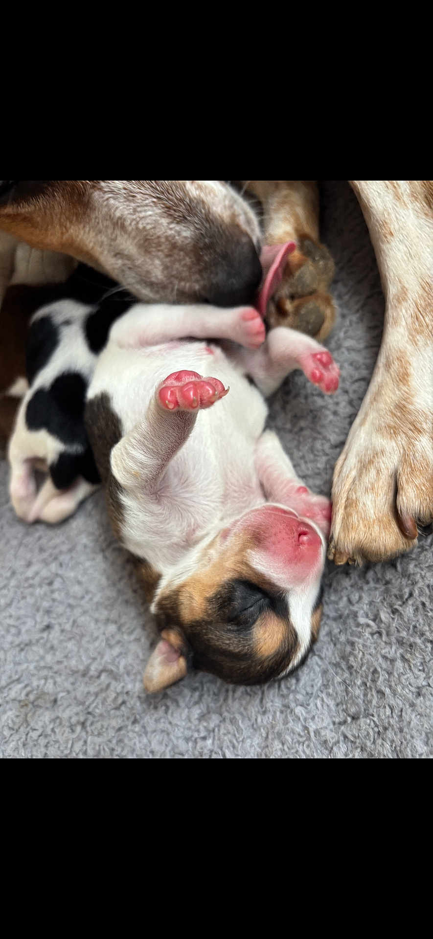 Aïka a rejoint le concours — aidez-le/la à gagner de superbes lots ! puppy, dog, newborn, mother, licking, paw, pink_paw, close_up, sleeping, cute, animal, canine, fur, soft, gray_blanket, tiny, resting, love, care, tender