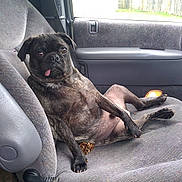 Beeto joined the competition — help win amazing prizes! alloywheel, animal, bulldog, canine, car, car_interior, carseat, carwheel, cushion, dog, homedecor, machine, pet, pug, puppy, spoke, tire, transportation, vehicle, wheel