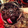 Beeto is registered to the contest to win money with this photo: animal, baby, bodypart, bulldog, canine, dog, frenchbulldog, mouth, person, pet, pug, puppy, tongue
