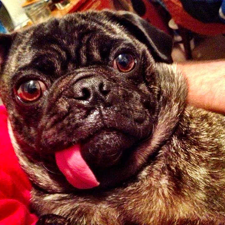 Beeto is registered to the contest to win money with this photo: animal, baby, bodypart, bulldog, canine, dog, frenchbulldog, mouth, person, pet, pug, puppy, tongue