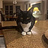 cat, black_cat, white_paws, indoor, kitchen, countertop, domestic, pet, animal, feline, table, lamp, home_interior, window, chair, wooden_chair, lighting, reflection, curious, sitting