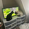 cat, black_cat, fluffy_cat, television, drawer, indoor, curious, pet, furniture, room, cord, plastic, nature_scene, greenery, wood_floor, blanket, corner, houseplant, relaxing, domestic