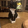 cat, black_and_white_cat, indoor, kitchen, countertop, yellow_eyes, furniture, lamp, window, dining_table, chair, pet, animal, domestic_cat, fur, whiskers, tail, home, cozy, night