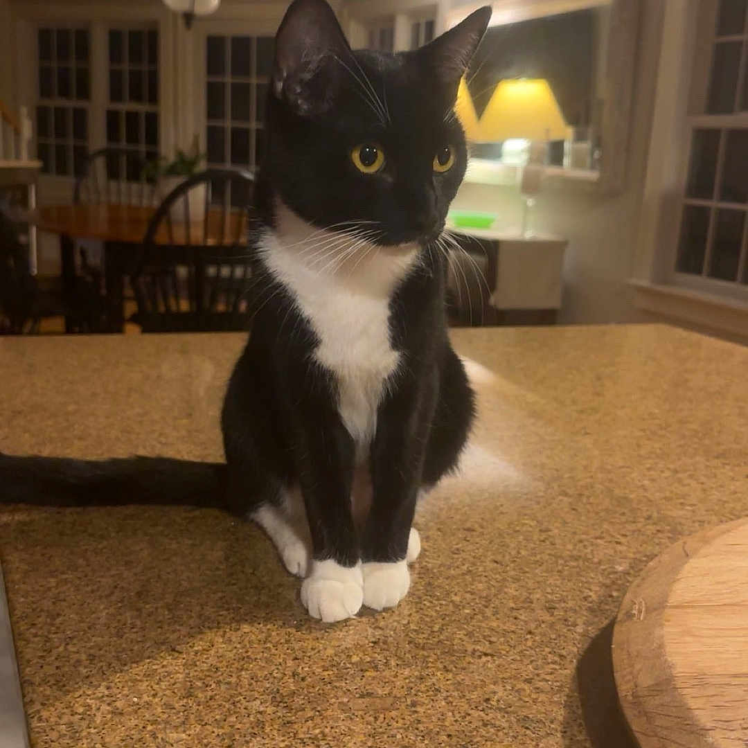 Coco Chanel Monet