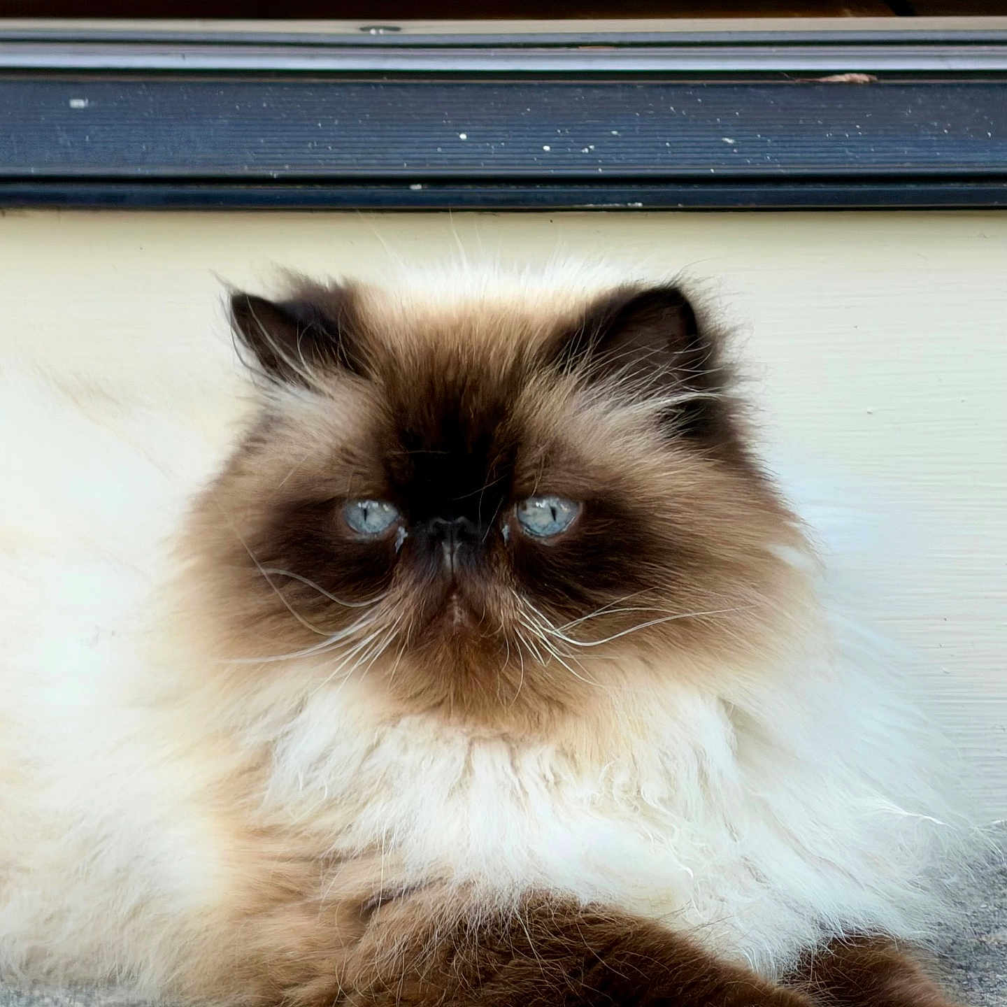 Henri