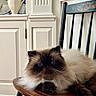 cat, fluffy_cat, himalayan_cat, chair, wooden_chair, black_chair, vintage, kitchen, cabinet, ceramic_pitcher, floral_design, furniture, pet, indoor, relaxed, animal, domestic_cat, fur, face, whiskers