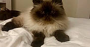 Henri is registered to the contest to win money with this photo: cat, himalayan_cat, fluffy, pet, indoor, bed, white_bedspread, macrame, decor, furniture, animal, mammal, resting, cute, feline, domestic_animal, face, paws, fur, looking