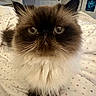 Henri joined the competition — help win amazing prizes! cat, fluffy, dark_face, pet, indoor, bedspread, polka_dots, whiskers, feline, ears, eyes, fur, animal, cute, domestic, portrait, sitting, home, cozy, closeup