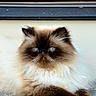 Henri joined the competition — help win amazing prizes! animal, blue_eyes, brown_fur, cat, close_up, cream_fur, cute, domestic_cat, face, feline, fluffy, himalayan_cat, long_hair, outdoor, pet, portrait, relaxed, resting, stone, whiskers