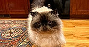 Henri is registered to the contest to win money with this photo: animal, black, brown, cabinet, cat, cute, domestic_cat, flooring, fluffy, fur, furniture, himalayan_cat, indoor, kitchen, patterned_rug, pet, rug, walking, white, wooden_floor