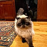 Henri is registered to the contest to win money with this photo: cat, himalayan_cat, fluffy, pet, indoor, wooden_floor, rug, patterned_rug, kitchen, cabinet, furniture, fur, animal, walking, cute, domestic_cat, brown, black, white, flooring