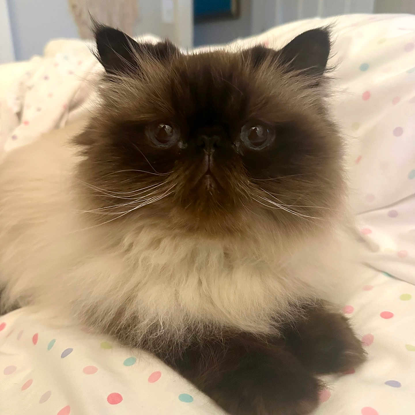 Henri