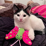 Abby participe au concours pour gagner de l'argent avec cette photo : animal, bed, black_and_white, blanket, butterfly_toy, cat, cozy, cute, fur, indoor, kitten, looking_at_camera, pet, pillow, playful, relaxed, soft_texture, toy, whiskers, young_cat