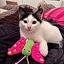 animal, bed, black_and_white, blanket, butterfly_toy, cat, cozy, cute, fur, indoor, kitten, looking_at_camera, pet, pillow, playful, relaxed, soft_texture, toy, whiskers, young_cat