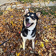 River is registered to the contest to win money with this photo: dog, autumn, leaves, outdoor, happy, smiling, leash, grass, fall, nature, pet, canine, ears, mouth_open, tongue_out, black_and_white, sitting, daylight, background, park