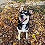 dog, autumn, leaves, outdoor, happy, smiling, leash, grass, fall, nature, pet, canine, ears, mouth_open, tongue_out, black_and_white, sitting, daylight, background, park