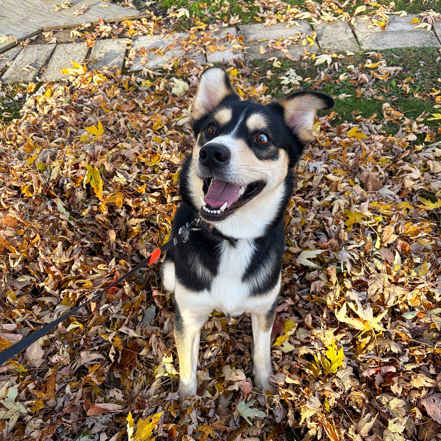 River is registered to the contest to win money with this photo: autumn, background, black_and_white, canine, daylight, dog, ears, fall, grass, happy, leash, leaves, mouth_open, nature, outdoor, park, pet, sitting, smiling, tongue_out