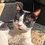Shiloh is registered to the contest to win money with this photo: cat, black_and_white, pink_nose, whiskers, sunlight, stone_surface, outdoor, pet, feline, close_up, relaxed, animal, portrait, ears, fur, daylight, resting, domestic_cat, mammal, eyes