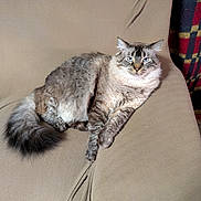 Barry is registered to the contest to win money with this photo: animal, beige_couch, blue_eyes, cat, comfortable, cozy, cute, domestic, feline, fluffy, fur, home, indoor, lounging, pet, plaid_blanket, relaxed, resting, striped, tail