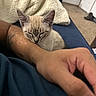 Forrest joined the competition — help win amazing prizes! kitten, sleeping, cat, arm, tattoo, blanket, couch, indoor, resting, feline, pet, soft, cozy, fur, relaxation, human, comfort, blue, cream, closeup