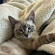 Forrest is registered to the contest to win money with this photo: cat, feline, pet, animal, blue_eyes, fur, whiskers, paw, blanket, soft_texture, cozy, relaxed, indoor, closeup, cute, resting, mammal, striped, sleepy, comfort