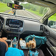 Cooper joined the competition — help win amazing prizes! dog, car, dashboard, rearview_mirror, person, road, trees, seat, bag, tissue_box, water_bottle, sunglasses, clothing, window, side_mirror, seatbelt, travel, pet, interior, harness