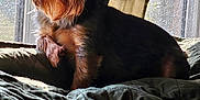 Cooper is registered to the contest to win money with this photo: dog, pet, indoor, window, blanket, fur, sunlight, curtain, bed, cozy, animal, mammal, companion, relaxing, domestic, canine, resting, portrait, shadow, texture