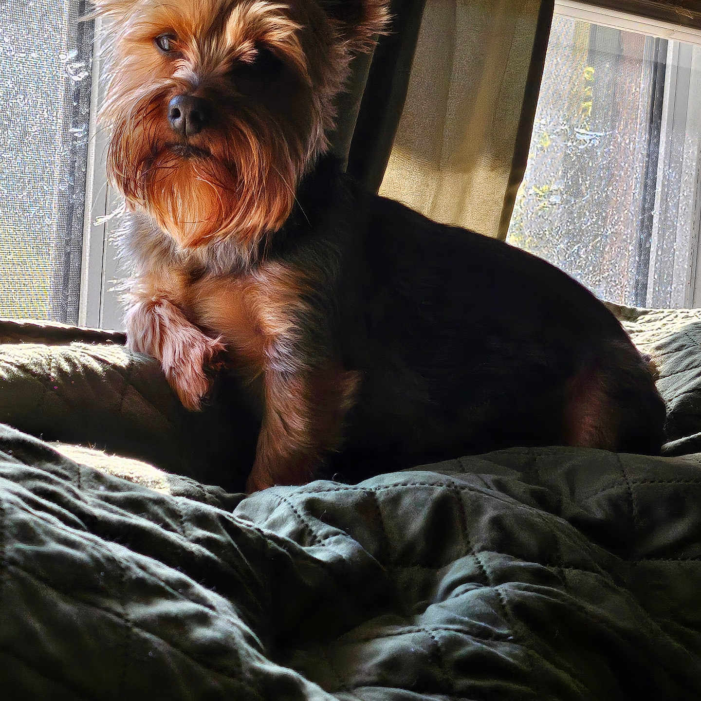 Cooper is registered to the contest to win money with this photo: animal, bed, blanket, canine, companion, cozy, curtain, dog, domestic, fur, indoor, mammal, pet, portrait, relaxing, resting, shadow, sunlight, texture, window
