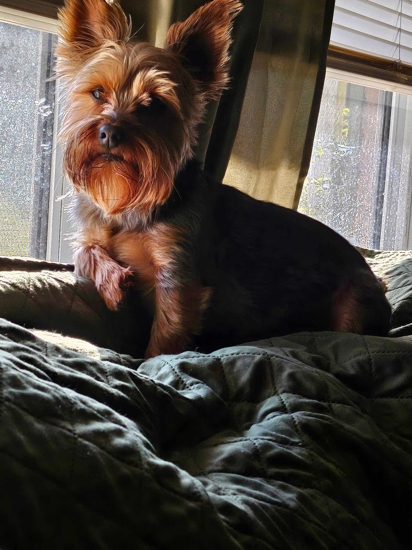 Cooper is registered to the contest to win money with this photo: dog, pet, indoor, window, blanket, fur, sunlight, curtain, bed, cozy, animal, mammal, companion, relaxing, domestic, canine, resting, portrait, shadow, texture