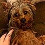 Cooper is registered to the contest to win money with this photo: dog, pet, small_dog, fluffy_fur, brown_couch, hand, petting, indoor, cozy, cute, animal, companion, relaxed, fur, face, ears, nose, eyes, mammal, domestic_animal