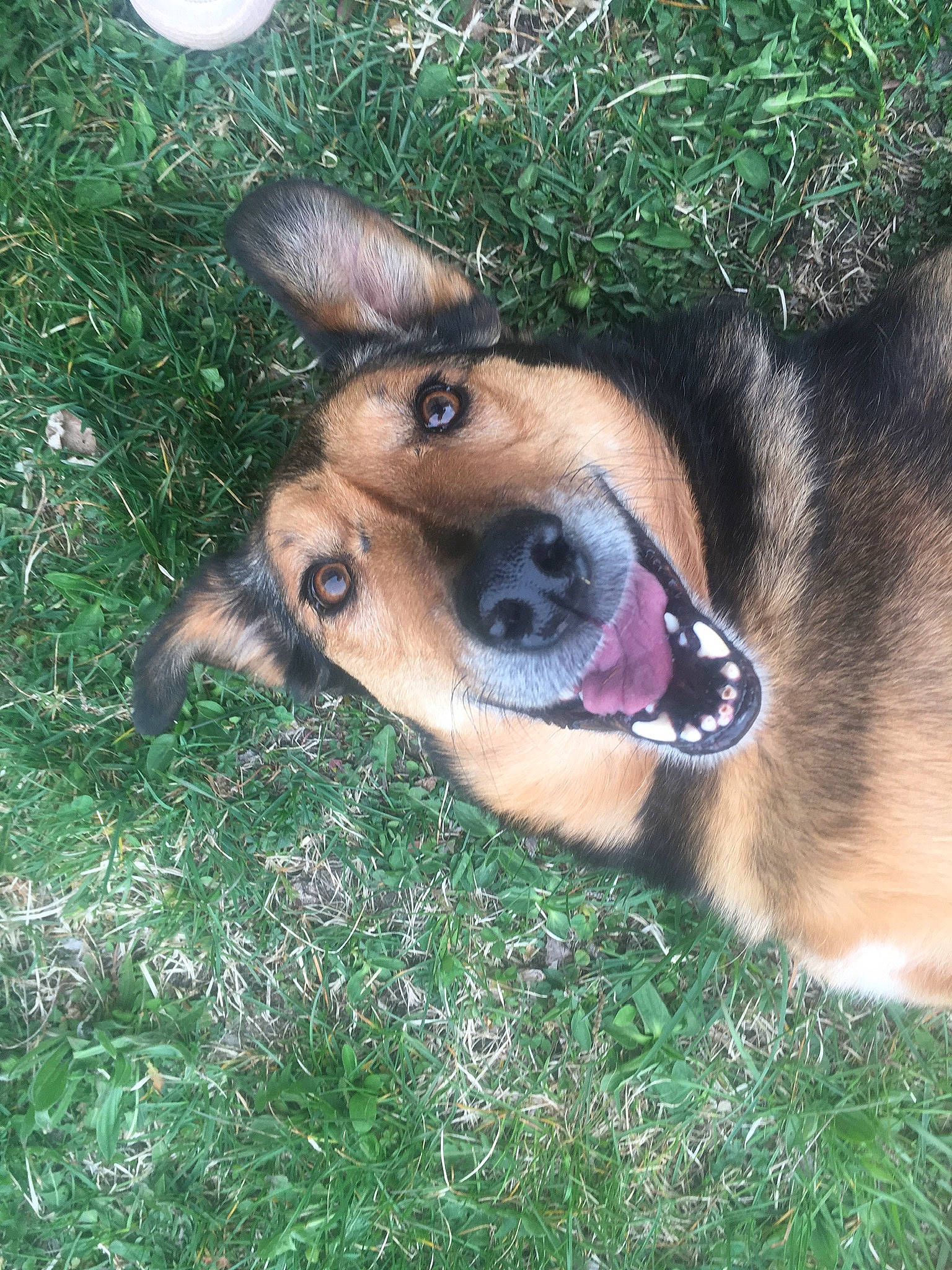 Gaia participe au concours pour gagner de l'argent avec cette photo : black_mouth_cur, canidae, carnivore, dog, dog_breed, ear, fawn, german_shepherd_dog, grass, mammal, nose, snout