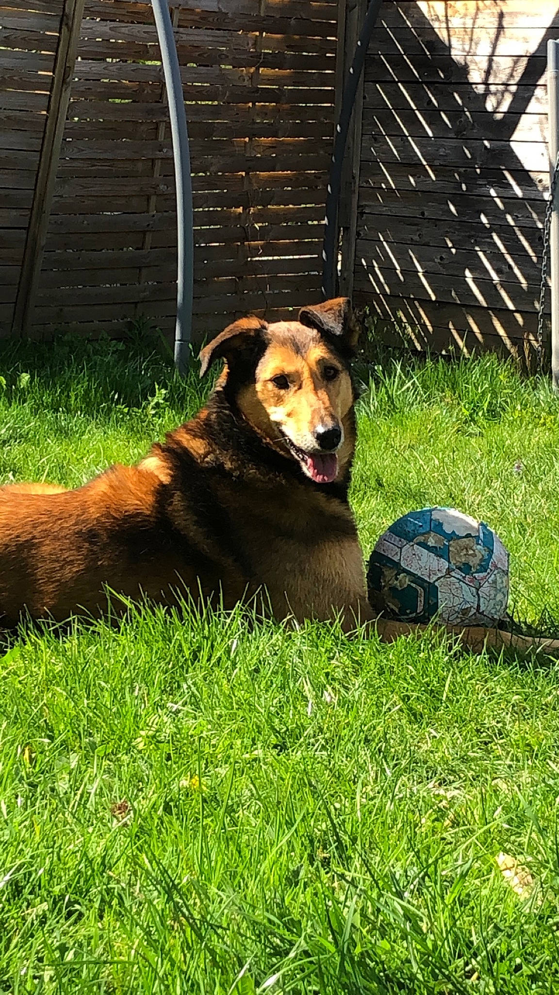 Gaia a rejoint le concours — aidez-le/la à gagner de superbes lots ! canidae, carnivore, companion_dog, dog, dog_breed, grass, mammal, plant, sporting_group, vertebrate