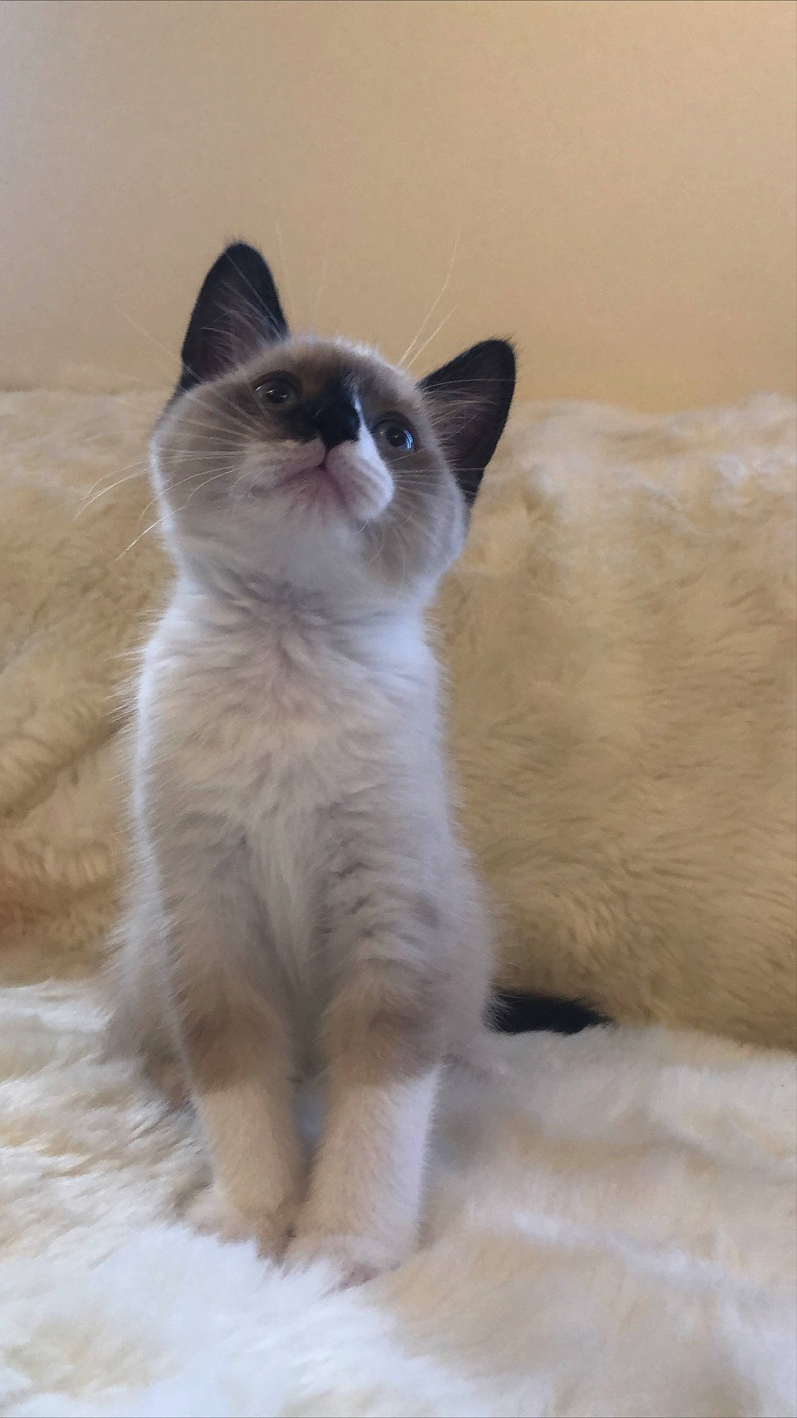 Socks a rejoint le concours — aidez-le/la à gagner de superbes lots ! balinese, birman, burmese, carnivore, cat, domestic_short_haired_cat, felidae, javanese, kitten, mammal, ojos_azules, ragdoll, siamese, small_to_medium_sized_cats, snout, snowshoe, tail, thai, vertebrate, whiskers