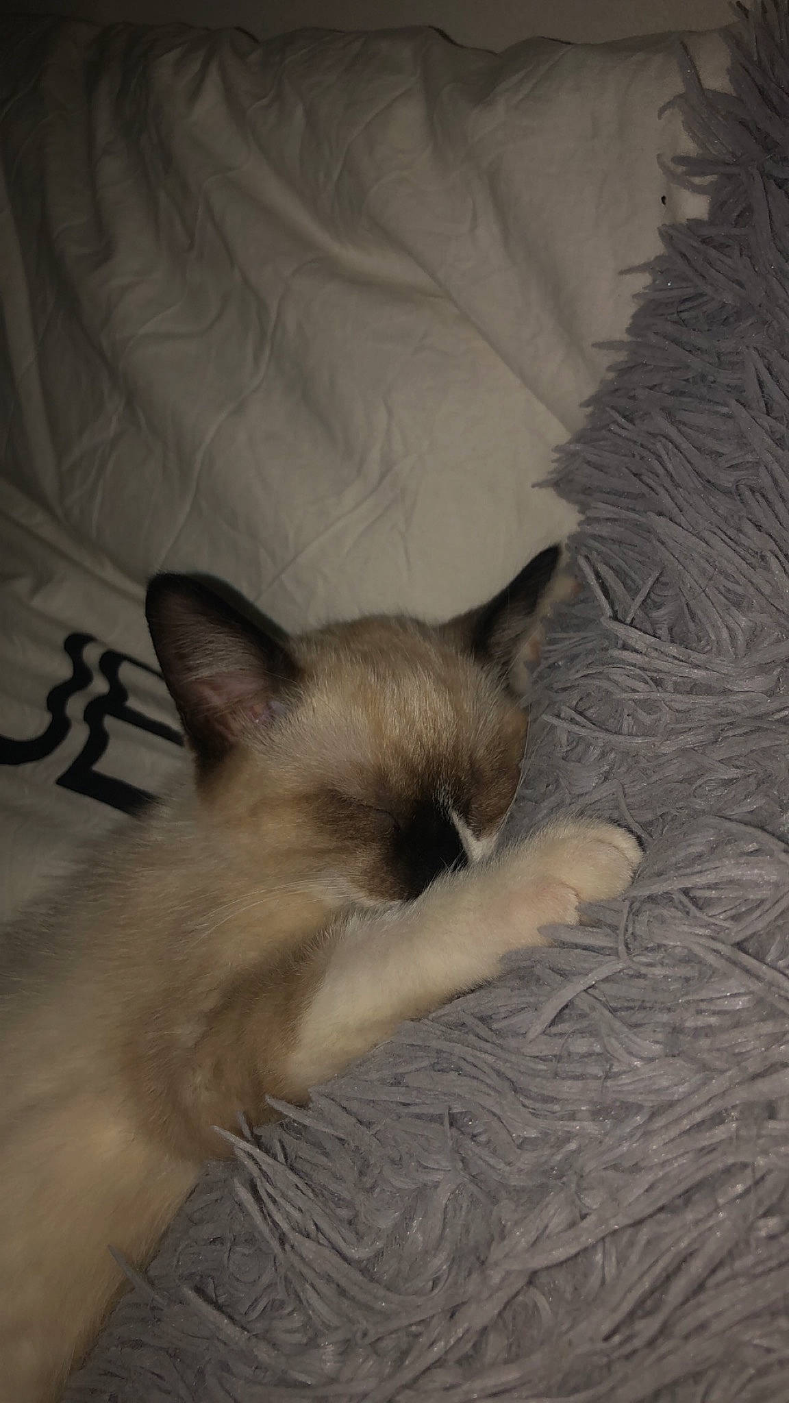 Socks a rejoint le concours — aidez-le/la à gagner de superbes lots ! balinese, birman, burmese, carnivore, cat, colorpoint_shorthair, fawn, felidae, himalayan, javanese, kitten, mammal, ojos_azules, ragdoll, siamese, small_to_medium_sized_cats, snowshoe, thai, tonkinese, whiskers