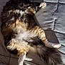 Cali joined the competition — help win amazing prizes! cat, fluffy, bed, quilted_bed, sleeping, relaxed, sunlight, indoor, pet, animal, fur, paw, tail, cozy, resting, domestic_cat, mammal, whiskers, cute, feline