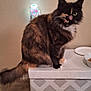 cat, tortoiseshell, feline, pet, indoor, box, carpet, food_bowl, plate, decorative_light, skull_light, wall, fur, whiskers, tail, sitting, household, cozy, animal, cute