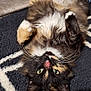 Cali joined the competition — help win amazing prizes! cat, tortoiseshell_cat, pet, lying_down, upside_down, green_eyes, fur, whiskers, paws, indoor, blanket, cozy, relaxed, cute, animal, feline, soft, texture, resting, curious