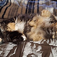 Cali is registered to the contest to win money with this photo: cat, feline, pet, lying_down, bed, blanket, fur, whiskers, relaxed, cozy, indoor, striped_blanket, paws, multicolored, fluffy, sleepy, cute, domestic_animal, resting, soft