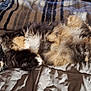 cat, feline, pet, lying_down, bed, blanket, fur, whiskers, relaxed, cozy, indoor, striped_blanket, paws, multicolored, fluffy, sleepy, cute, domestic_animal, resting, soft