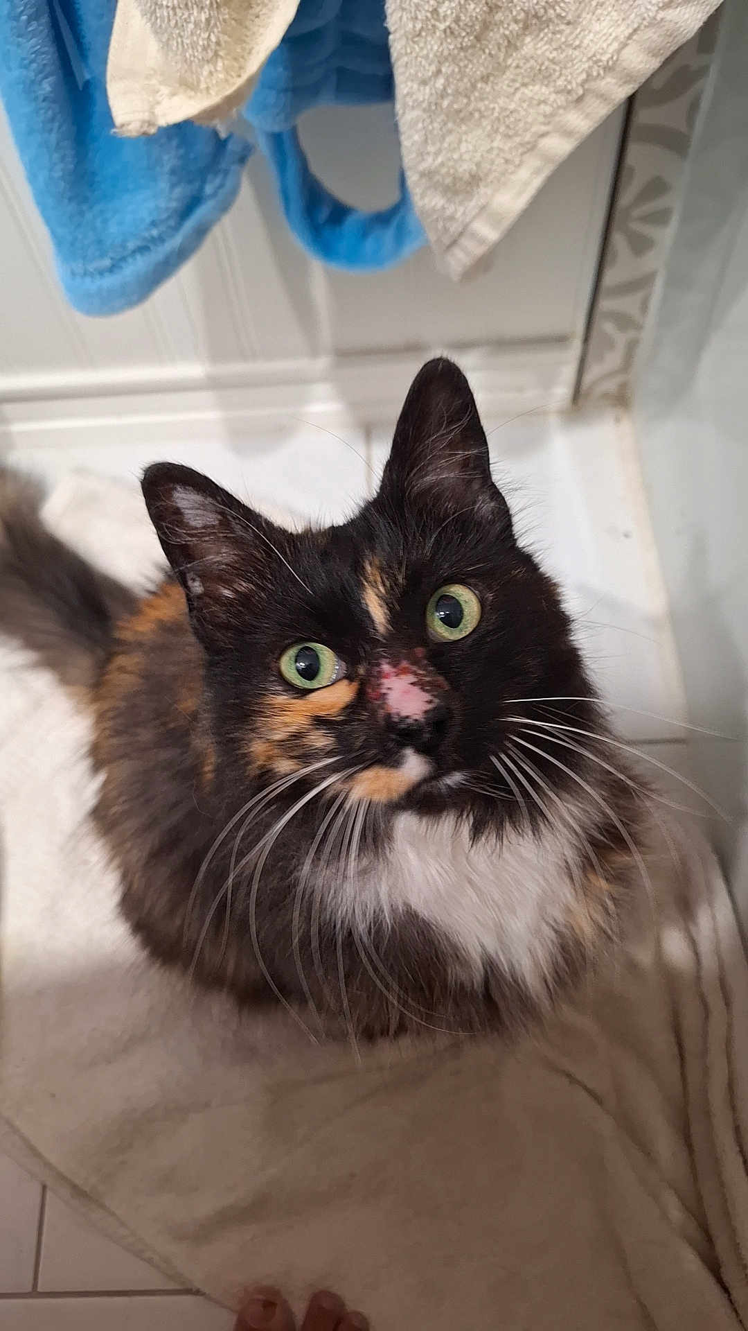 Cali joined the competition — help win amazing prizes! cat, tortoiseshell, green_eyes, towel, bathroom, curious, fur, pet, whiskers, close_up, looking_up, domestic_animal, animal, floor, tile, indoor, soft_texture, striped, tail, ears