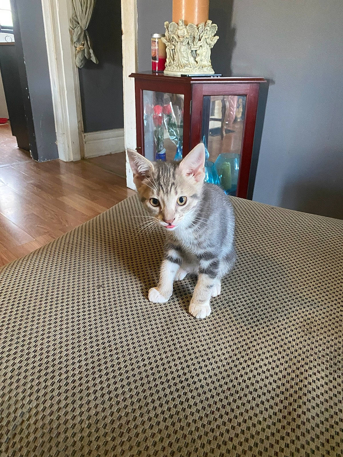 Jacob joined the competition — help win amazing prizes! candle_holder, carnivore, carpet, cat, domestic_short_haired_cat, fawn, felidae, floor, flooring, fur, grey, hardwood, paw, picture_frame, room, small_to_medium_sized_cats, tail, whiskers, wood, wood_flooring