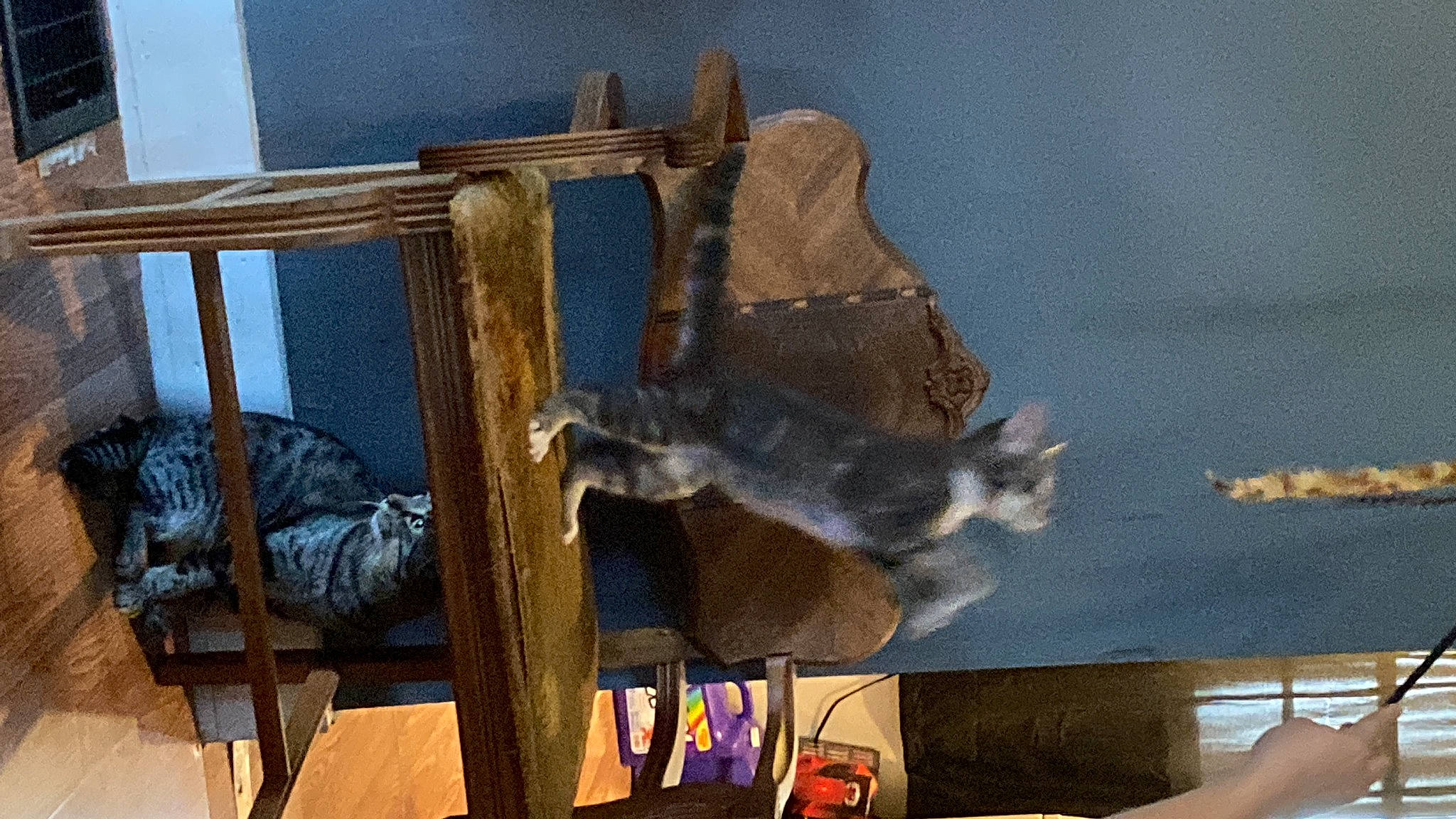 Jacob is registered to the contest to win money with this photo: canidae, carnivore, cat, domestic_short_haired_cat, fawn, felidae, fur, hardwood, house, small_to_medium_sized_cats, sporting_group, tail, tree, window, wood