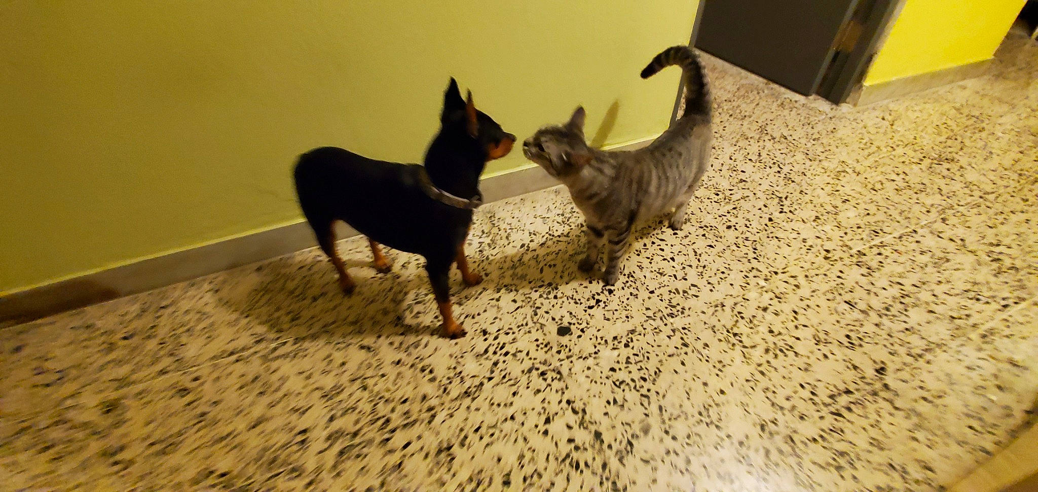 Bebe is registered to the contest to win money with this photo: canidae, carnivore, chihuahua, dog, dog_breed, english_toy_terrier, fawn, german_pinscher, lancashire_heeler, mammal, manchester_terrier, miniature_pinscher, prazsky_krysarik, puppy, russkiy_toy, tail, toy_dog, vertebrate, working_dog