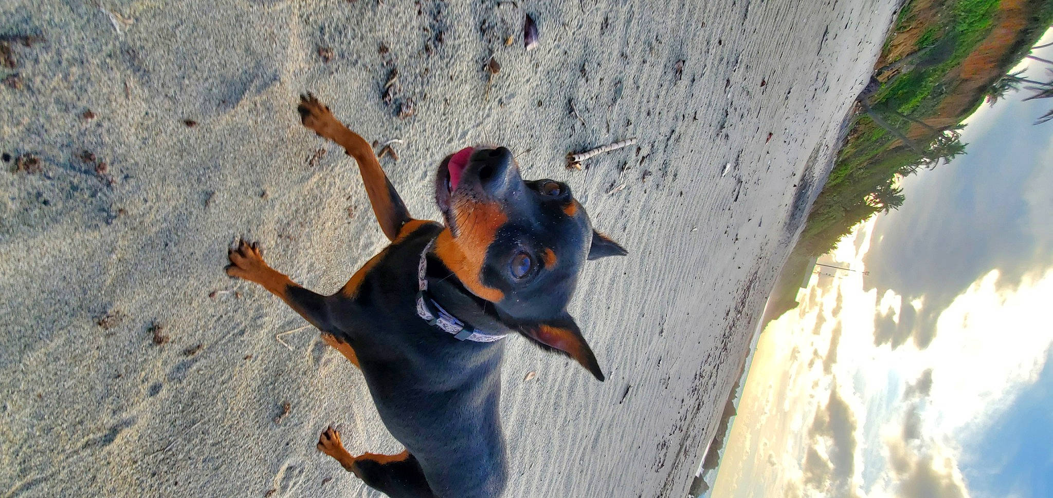 Bebe joined the competition — help win amazing prizes! canidae, carnivore, dog, dog_breed, german_pinscher, guard_dog, miniature_pinscher, pinscher, prazsky_krysarik
