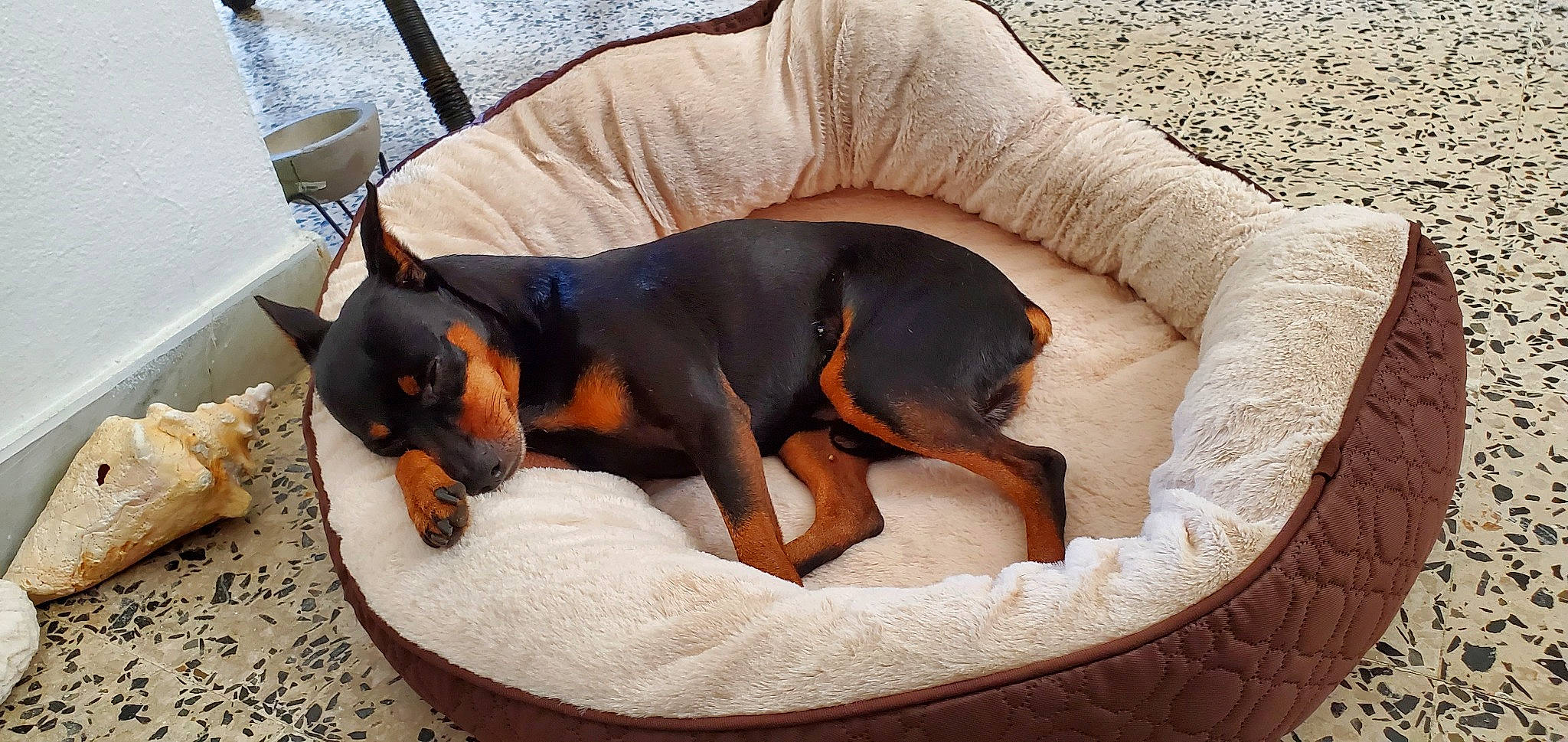 Bebe is registered to the contest to win money with this photo: black_and_tan_terrier, canidae, carnivore, companion_dog, dobermann, dog, dog_bed, dog_breed, english_toy_terrier, german_pinscher, guard_dog, mammal, manchester_terrier, miniature_pinscher, pinscher, prazsky_krysarik, smaland_hound, toy_dog, toy_manchester_terrier, vertebrate