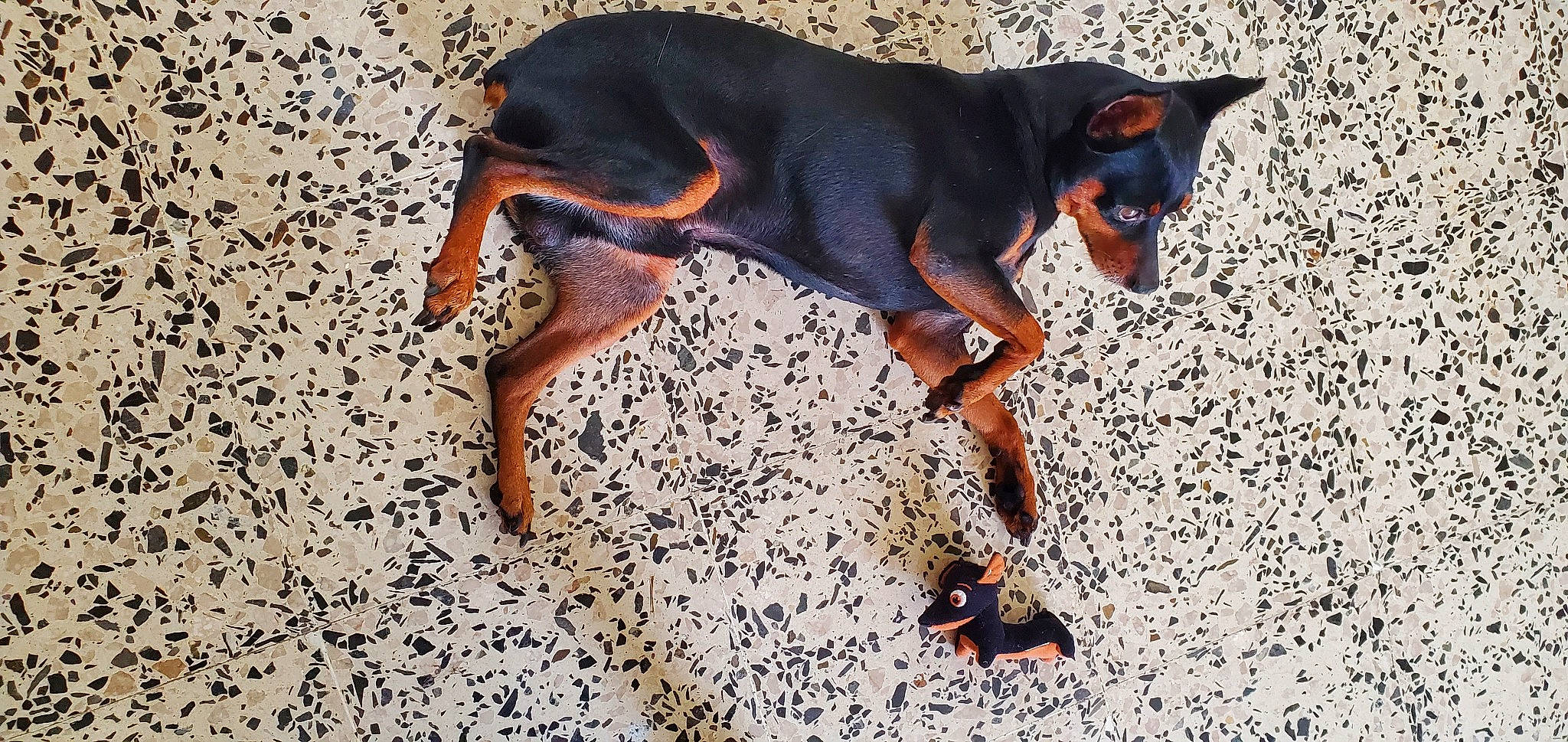 Bebe joined the competition — help win amazing prizes! canidae, carnivore, dobermann, dog, dog_breed, english_toy_terrier, german_pinscher, mammal, manchester_terrier, miniature_pinscher, pinscher, prazsky_krysarik, russkiy_toy, toy_dog, toy_manchester_terrier, vertebrate