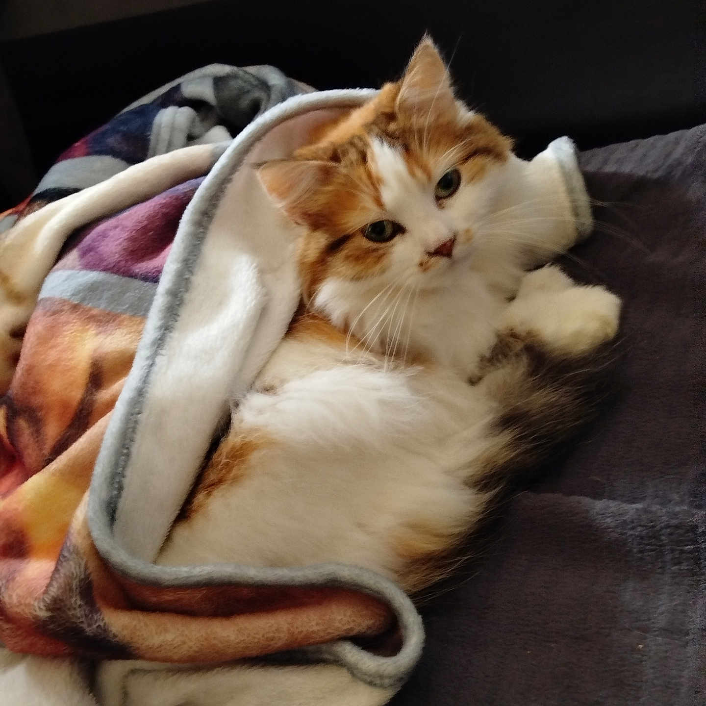 Kira participe au concours pour gagner de l'argent avec cette photo : animal, bed, blanket, cat, comfort, cozy, cute, domestic, feline, fur, indoor, laying, orange, pet, portrait, relaxed, sleepy, soft, warm, white