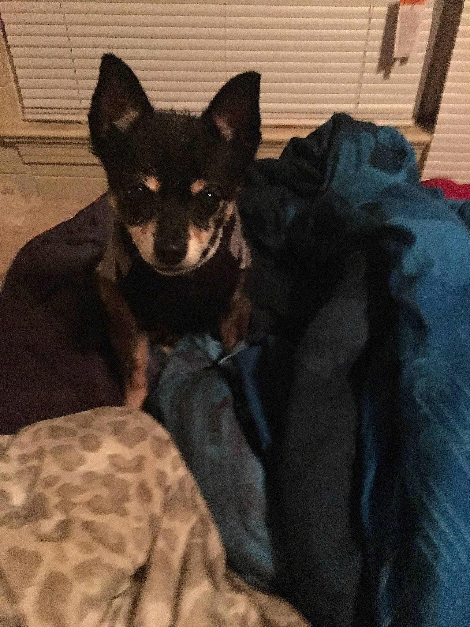 Figaro joined the competition — help win amazing prizes! australian_kelpie, canidae, carnivore, companion_dog, dog, dog_breed, english_toy_terrier, mammal, miniature_pinscher, prazsky_krysarik, sporting_group, toy_dog, vertebrate