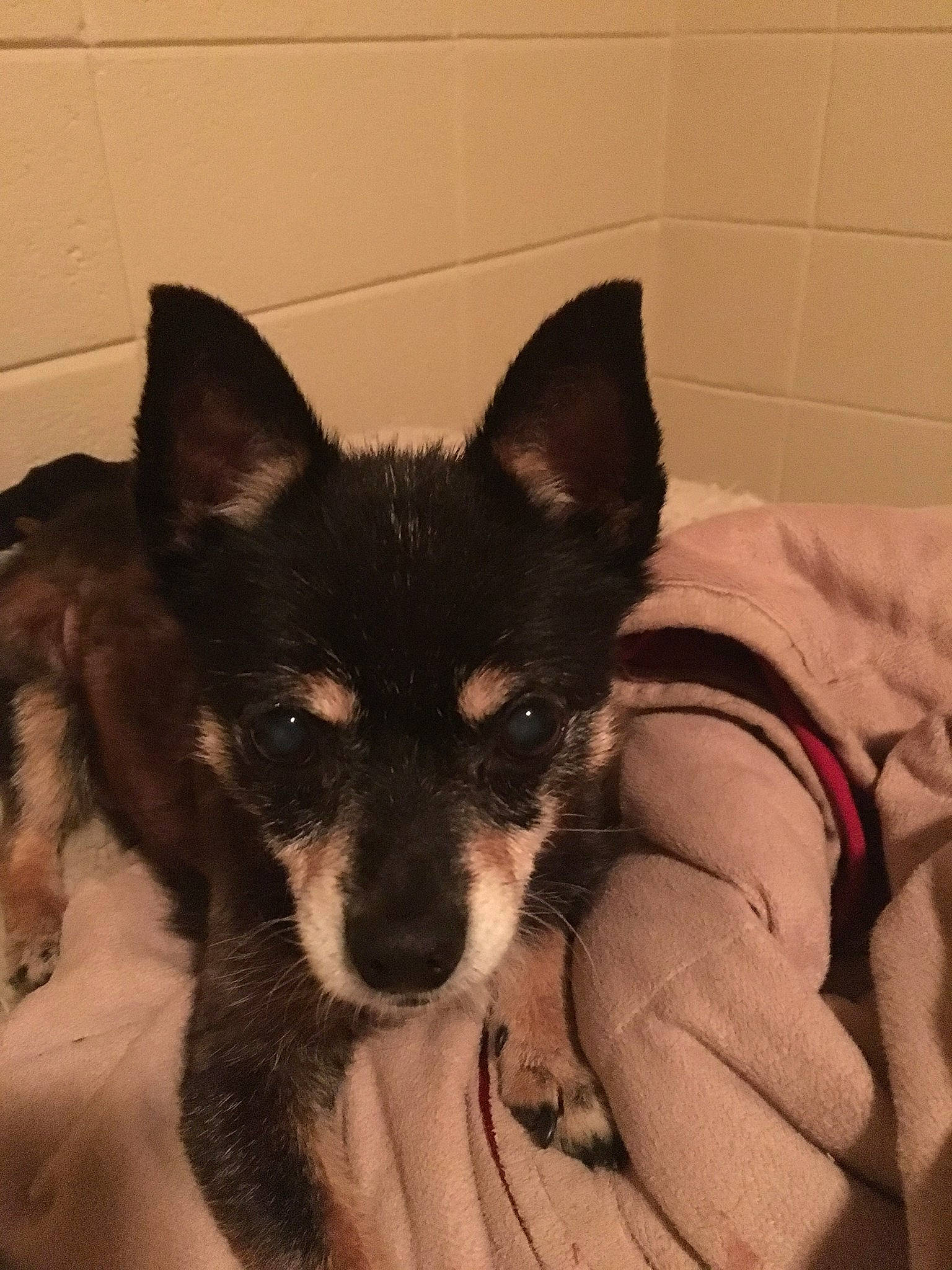 Figaro joined the competition — help win amazing prizes! canidae, carnivore, dog, dog_breed, east_siberian_laika, laika, lapponian_herder, mammal, rare_breed_dog, siberian_husky, sporting_group, vertebrate