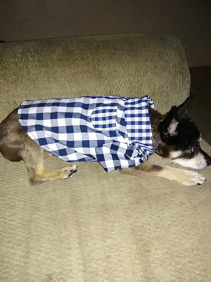 Figaro joined the competition — help win amazing prizes! canidae, carnivore, cat, companion_dog, dog, dog_breed, dog_clothes, fawn, pattern, plaid, tail, tartan, toy_dog